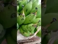 Download Lagu PISANG LILIN DAN PISANG KEPOK PALEMBANG
