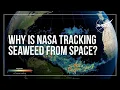 Why Is NASA Tracking Seaweed From Space