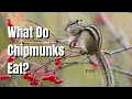 What Do Chipmunks Eat - The Walled Nursery