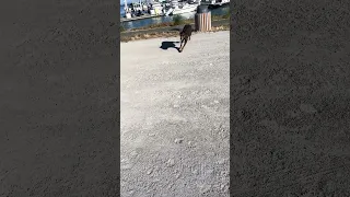 She’s having so much fun!! #fyp #dream #doberman #pets #youtube
