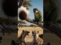 Monkey's Sweet Gift to the Hyenas!🐒😱🔥 원숭이가 surprises with daring jungle rescue