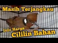 Lagu MASIH TERJANGKAU HARGA BURUNG CILILIN BAHAN