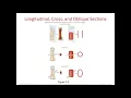 Chapter 5 Histology