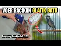 Download Lagu Kalau bisa ngracik sendiri ngapain beli‼️Voer Racikan GLATIK BATU SUPER Dorrr