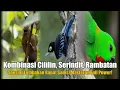 Download Lagu Tembakan Rapat Sadis! Kombinasi Cililin, Serindit, Rambatan | Masteran Full Power!