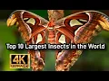 Download Lagu Top 10 Largest Insects in the World 4K