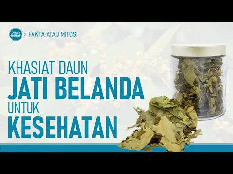 Apa Khasiat Konsumsi Daun Jati Belanda Untuk Kesehatan?