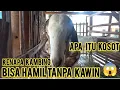 Download Lagu Apa itu kosot dan kenapa kambing bisa hamil tanpa kawin...?
