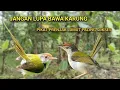 Download Lagu Terbukti ampuh!!! Suara pikat prenjak lumut ribut sangat cepat untuk mendatangkan burung liar