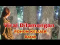 Download Lagu Viral,Pohon Keluar Darah saat di tebang ternyata tempat Pesugihan.