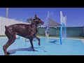 Bay Paws Pet Resort Trinity Luxury Dog Boarding Daycare Grooming Tour