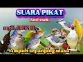 Download Lagu PIKAT BURCIL KOMBINASI SOGON RIBUT DAN  RIBUT MP3 ANTI ZONK SUARA JERNIH