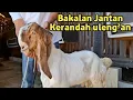 Download Lagu HARGA NEGO‼️DARA,DERE,BABONAN BUNTING DAN BAKALAN JANTAN KERANDAH ULENG²AN