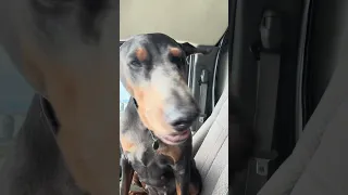 #fyp #dream #doberman #pets