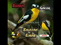 Download Lagu SUARA PIKAT SIKATAN EMAS LANGSUNG LENGKET