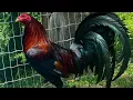 ALL ABOUT MCLEAN HATCH MY PASSION HISTORY