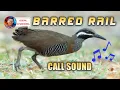 Download Lagu Tunog ng ibon / tikling / ( Ideal Channel mix vlog )