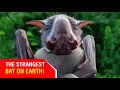 The Strangest Bat on Earth Hammer Headed Bat African Bat