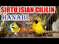 Lagu Hanabi Sirtu Cipoh Gacor Isian Cililin - Komunitas Cipow Tangerang