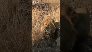 مستحيل تصدق ان هذا صوت زئير الأسد  مستحيل تصدق ان هذا صوت زئير الأسد