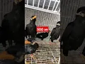 Download Lagu apa semurah ini burung beo sekarang?