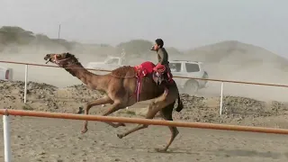 ميدان شناص           الشوط   الحذرة ل  راشد حمدون الوشاحي   العرضة الطويل  الإثارة  دندنها