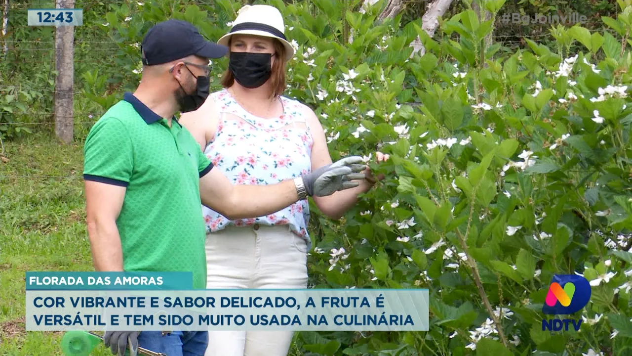 BG Mais: Florada das Amoras, a fruta é versátil e tem sido muito usada na culinária