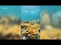 Scientists work to save coral in Keys from extreme heat causing mass bleaching