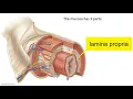 Layers of the GI Tract