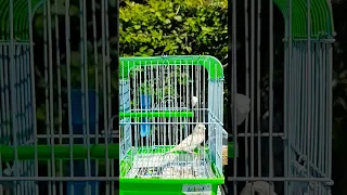 ذكر كناري يا سلام داوي ناوي يتبع 