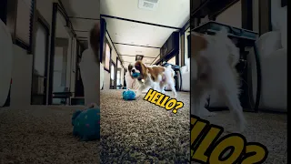 Hide and seek 🦴🐶🤣