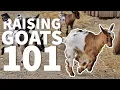 Download Lagu Memelihara Kambing 101 🐐: FAQ untuk Pemula