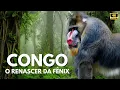 Download Lagu Congo, O Renascer da Fênix! #wildlife #animaisselvagem #documentario