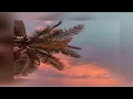 Download Lagu Death Monkeys, Reckless 2X - Rover (slowed)