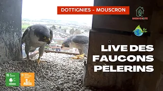 Faucon - Église Dottignies