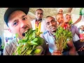 Download Lagu The STRANGE PLANT everyone is eating in Ethiopia