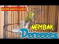 Download Lagu pleci buxtoni nembak deres ngotot geter geter| pleci bustomi gacor nembak materi pleci Banyu langit