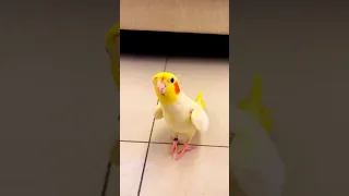 تغريد طائر الكوكتيل الكروان Subscribe Birds طيور طائر الكوكتيل كوكتيل كروان  تغريد طائر الكوكتيل الكروان Subscribe Birds طيور طائر الكوكتيل كوكتيل كروان