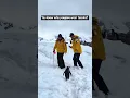 Polite Penguin Waits Patiently Like a True Gentleman