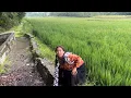 Download Lagu GADIS DESA FOTO SHOOT MRUSUK MRUSUK NENG SAWAH😳🤣🔥