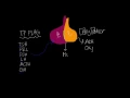 Pituitary Gland Hormones SUPER SIMPLE