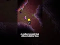 All Terraria Light Pets And How To Get Them