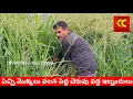 Download Lagu అడవిని తలపిస్తున్న పలమనేరు పెద్ద చెరువు కట్ట, పాదాచారులకు ఇబ్బందులు worst Palamaner pedda cheruvu