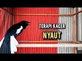 Lagu kacer gacor NGEPLONG tarung ini paling ampuh buat PANCINGAN KACER agar EMOSI NYAUT