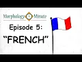 Morphology Minute Episode 5