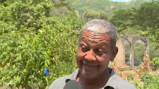Jamaica s Blue Mountain Coffee Is Under Attack Brewed by the Heat TVJ News