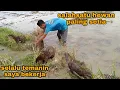 Download Lagu OTTER super jinak_sangat setia sama tuan nya