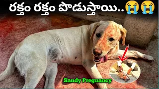 రక్తం రక్తం పొడుస్తాయి..😭🙏 | Sandy Pregnancy puppies | ఇంట్లో నుంచి పోతున్న..😲 | #viralvideo 