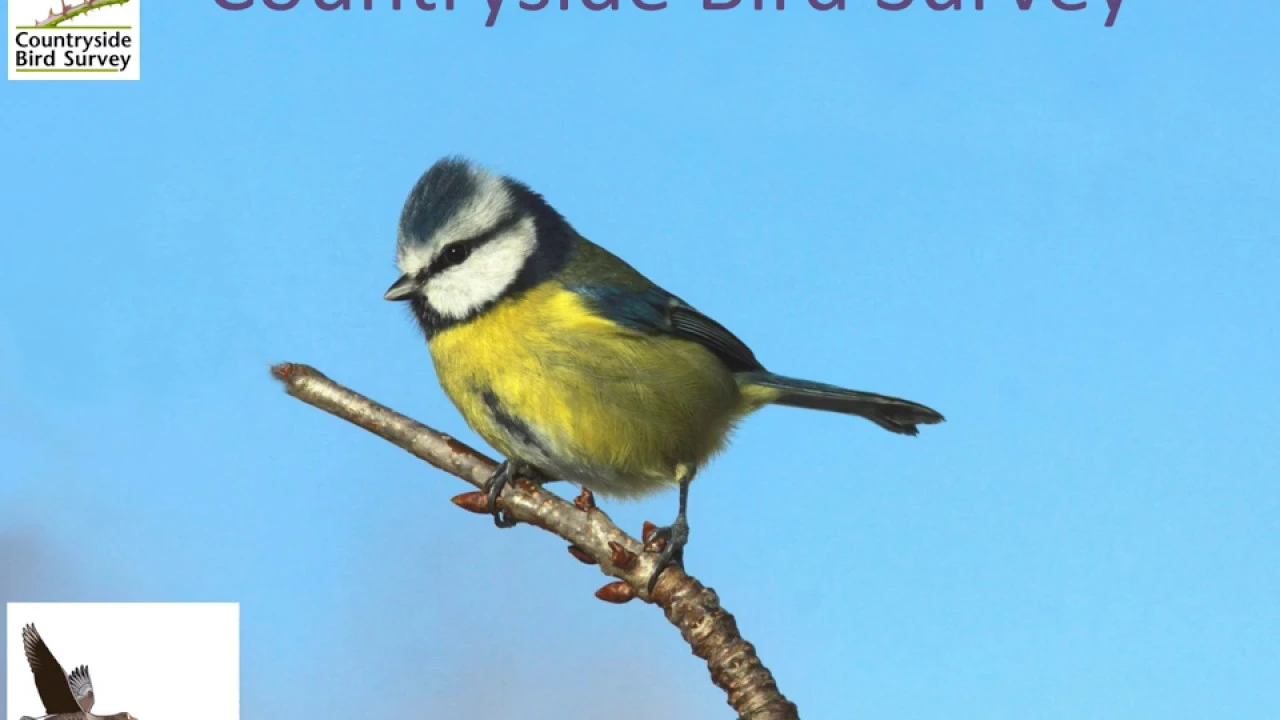 Countryside Bird Survey (CBS) training