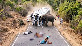 Terrified passengers watched in disbelief as the giant creature tapped on car windows with its trunk